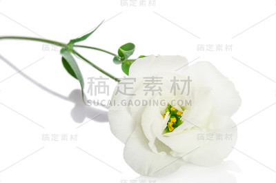 美丽的白色花与叶在白色的背景。Eustoma