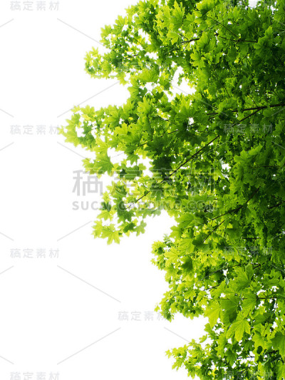 美丽的分支