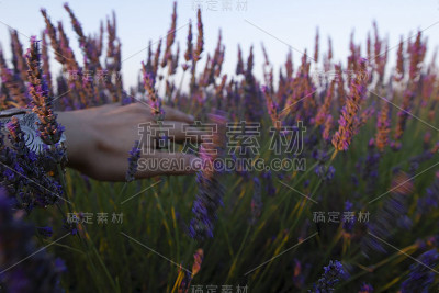 肝