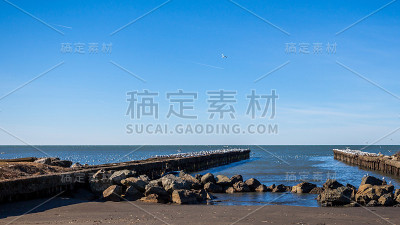 许多海鸥在格鲁吉亚黑海小镇波蒂的水面和岩石上飞翔或栖息