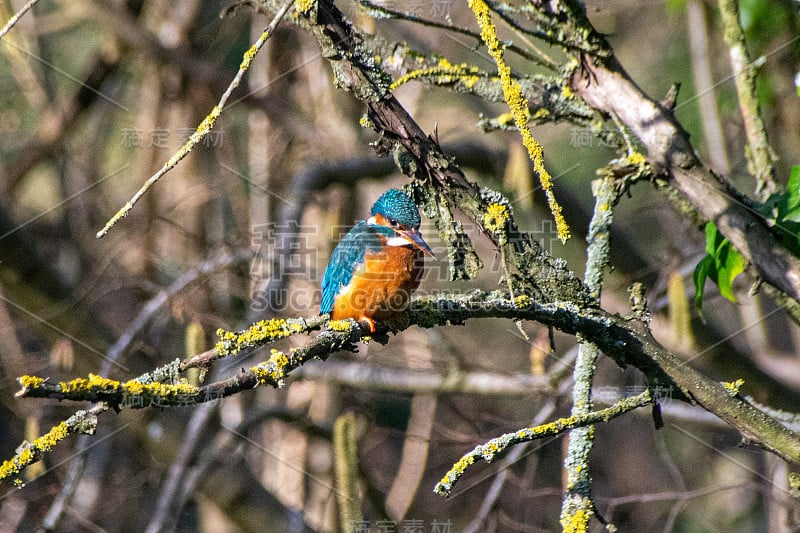 雌翠鸟(Alcedo atthis)