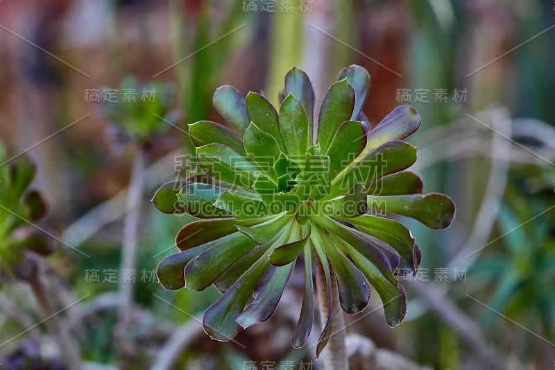 野生种植肉质植物