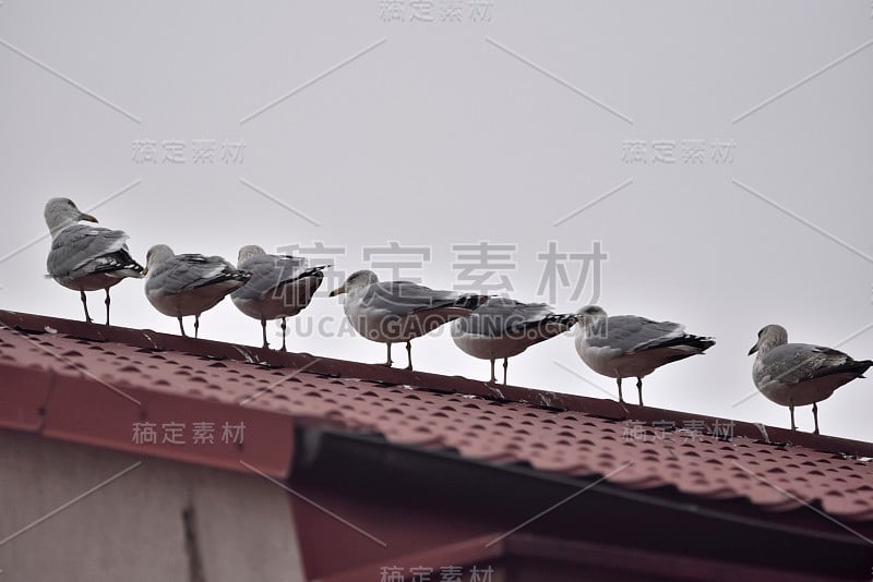 屋顶上银色的海鸥