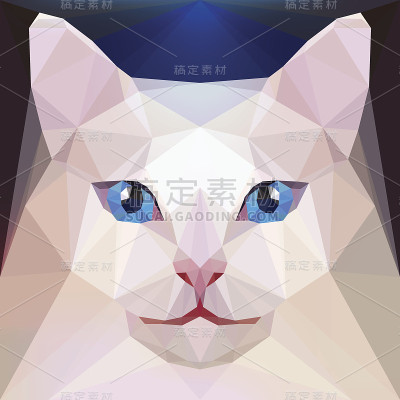 猫。安哥拉山羊品种