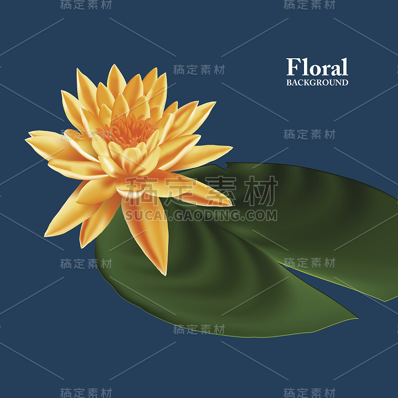 睡莲(lotus)