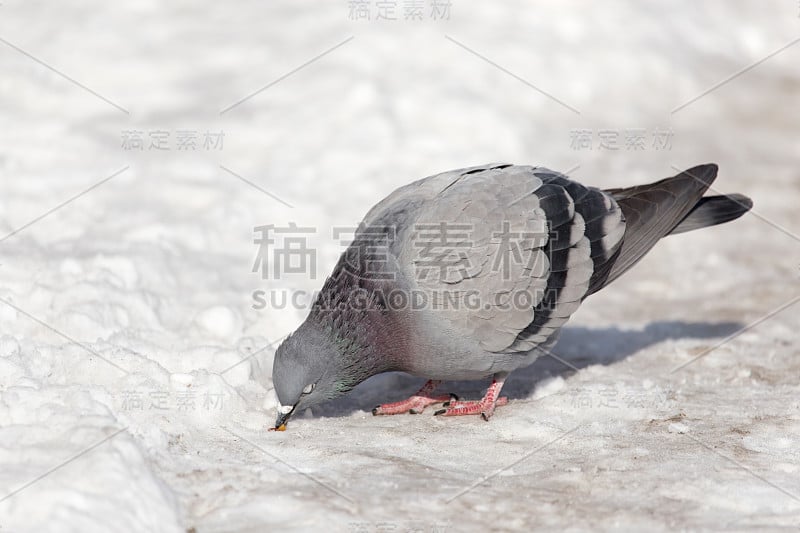 在大自然的雪地里飞翔