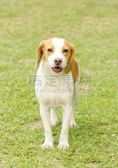 Istrian短毛猎犬