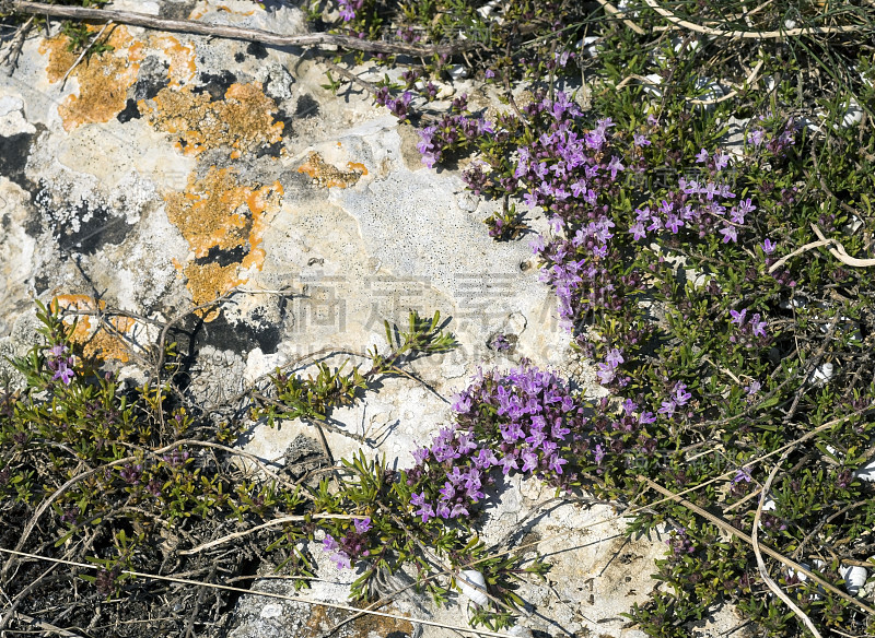 克里米亚百里香的紫色花朵。