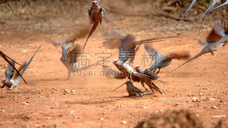 红着脸mousebirds