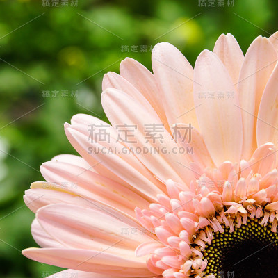 花园里的粉红色花朵