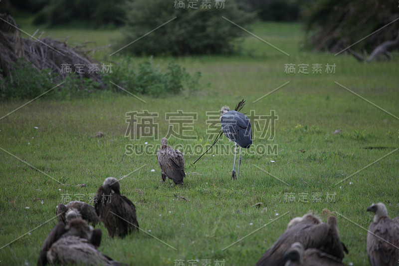 野生兀鹫非洲大草原肯尼亚危险的鸟