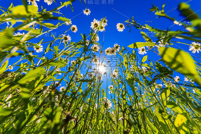 美丽的春天的花朵