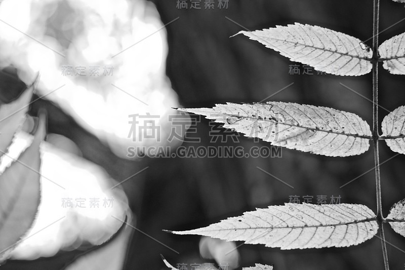 在秋天复合核桃叶的部分特写/秋天，黑色和白色