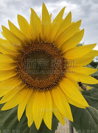 向日葵