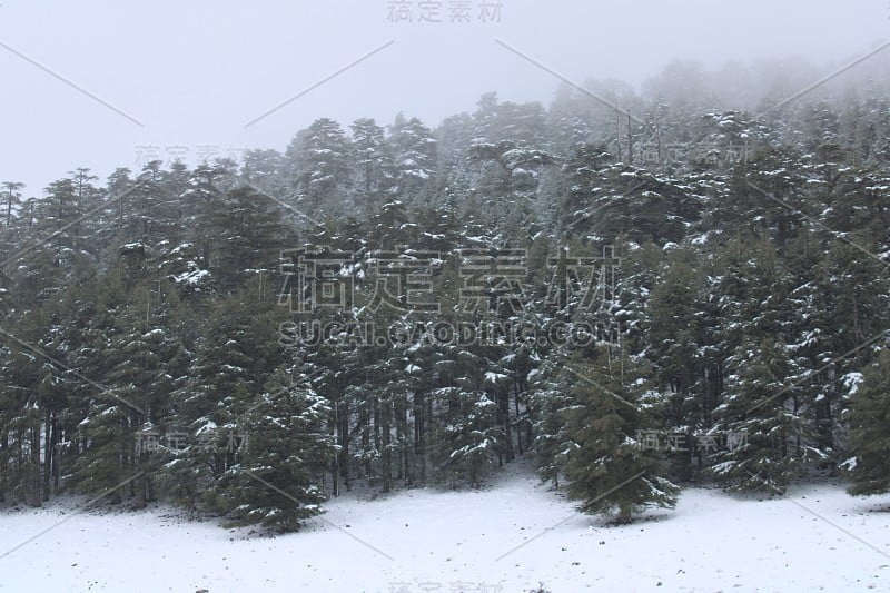 雪和森林景观