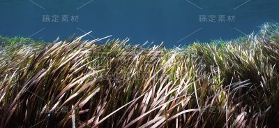 健康海草的水下照片。