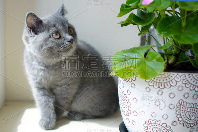 黑色背景上的小猫。