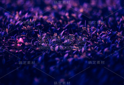 霓虹色植物的叶子