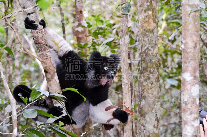 大狐猴，马达加斯加最大的狐猴