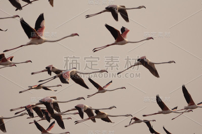 火烈鸟