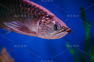 台湾硬Jardini