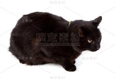 黑色的猫