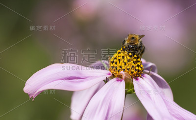 花朵上的蜜蜂