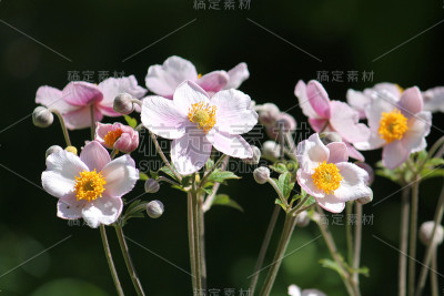 花坛上的日本银莲花(银莲花)的粉红色花
