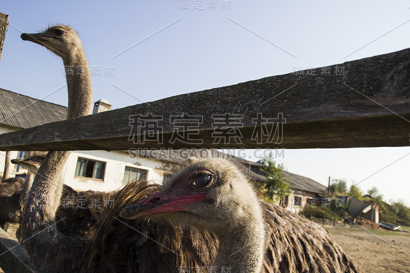 鸵鸟养殖场的鸵鸟头。农场围场里的鸵鸟。有趣而奇怪的鸵鸟惊讶地看着画框。农场围场里的鸵鸟