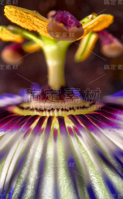 近距离观察异国西番莲，西番莲