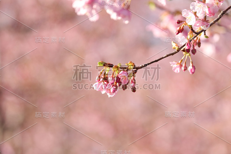 樱花在日本盛开