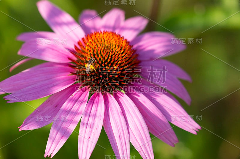 花园紫锥花与小蜜蜂