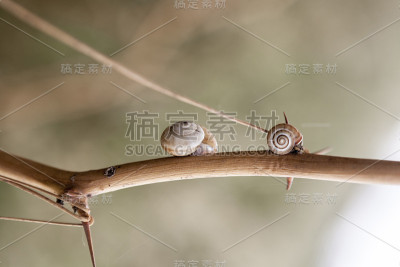可爱的小蜗牛