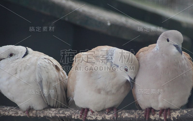 欧亚领白鸽(Streptopelia decaocto)