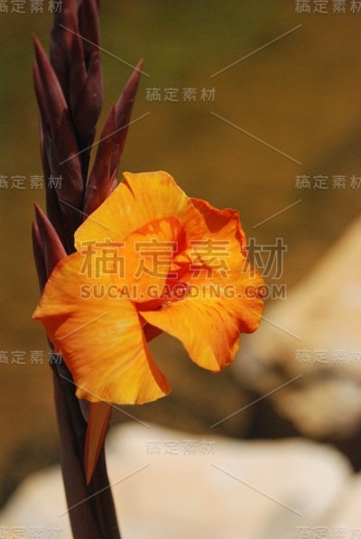 花自然叶色