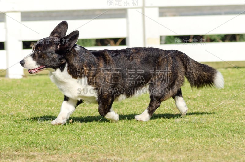 威尔士科基犬开襟羊毛衫