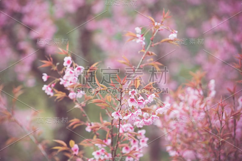 野生喜马拉雅樱春花