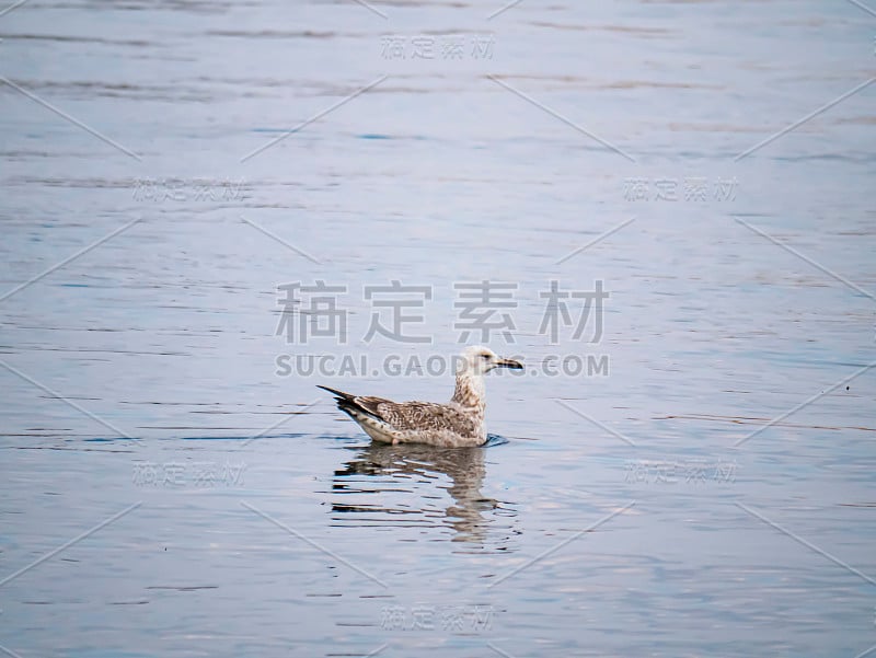 一只海鸥在水里漂浮。