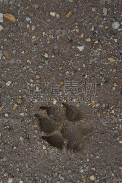 老虎或猫踩在泥上
