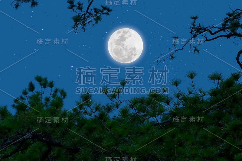 满月和松树枝头的星光。浪漫的夜晚。