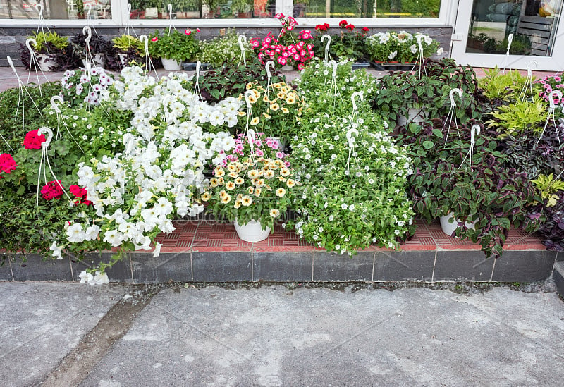 传统花店有矮牵牛花出售，悬挂鲜花