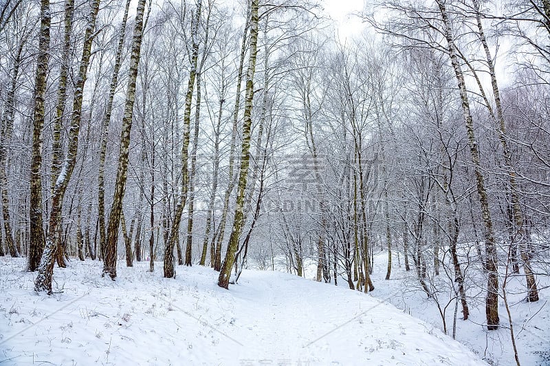 城市公园里白雪覆盖的树木