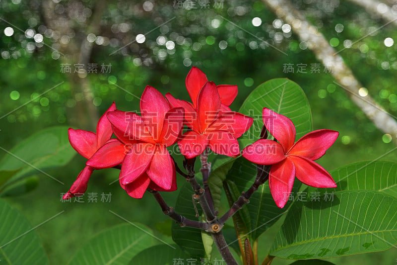 树上的红鸡蛋花(鸡蛋花)。