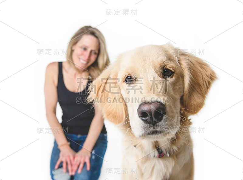 漂亮的女人和她美丽的金毛猎犬在白色的背景