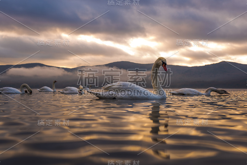 白天鹅在以富士山为背景的山中湖感受浪漫和爱情