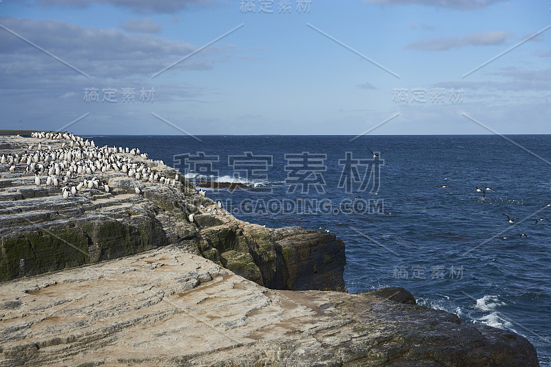 布里克岛海岸的皇家毛毛