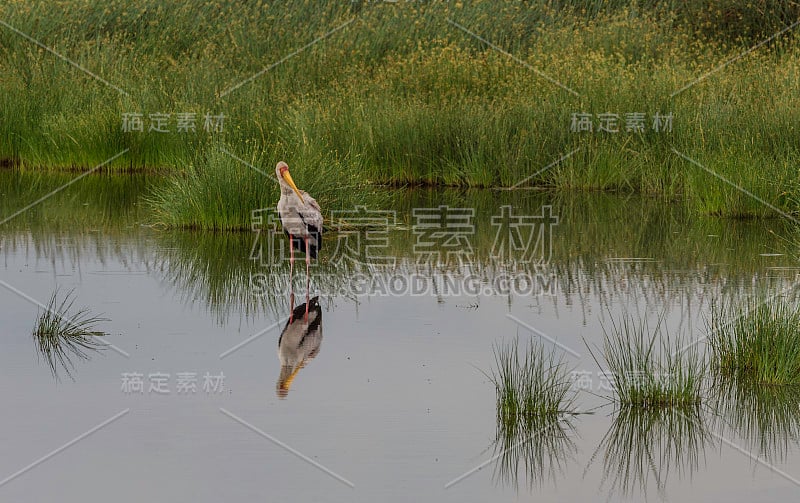 黄嘴鹳(朱鹮)，有时也被称为木鹳或木鹮，是一种大型的非洲水鹳科物种。坦桑尼亚恩杜图湖保护区