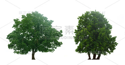 美丽的四棵绿树孤立在白色的背景上