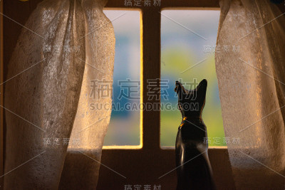 在窗边等猫