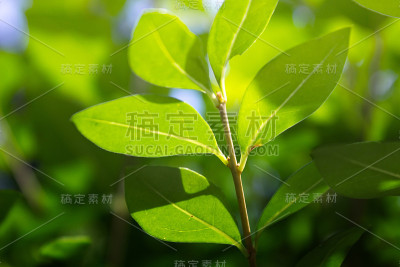 树枝和树叶